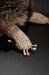 М'яка іграшка Beasts Кіт (38 см) Sigikid дополнительное фото 6.