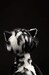 М'яка іграшка Beasts Кішка (32 см) Sigikid дополнительное фото 9.