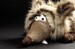 М'яка іграшка Beasts Лиса (42 см) Sigikid дополнительное фото 7.