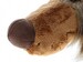 М'яка іграшка Beasts Собака (45 см) Sigikid дополнительное фото 3.