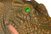 Игрушка-перчатка Крокодил Same Toy дополнительное фото 2.