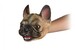 Игрушка-перчатка Собака Бульдог Same Toy дополнительное фото 3.