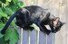Cats: A Celebration of Our Feline Friends [Amber Books] дополнительное фото 3.