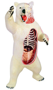 Анатомические модели-конструкторы: Объемная анатомическая модель Белый медведь, 4D Master