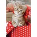 Пазл серії Міні «Кошеня в подарунковій коробці», 54 ел., Trefl дополнительное фото 1.