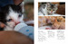 Kittens (Mini Encyclopedias) [Amber Books] дополнительное фото 5.