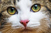 Cats: A Celebration of Our Feline Friends [Amber Books] дополнительное фото 5.