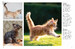 Cats (Mini Encyclopedia) [Amber Books] дополнительное фото 4.