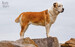 Encyclopedia of Dogs [Amber Books] дополнительное фото 2.