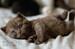 Cats (Mini Encyclopedia) [Amber Books] дополнительное фото 6.