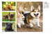 Dogs (Mini Encyclopedia) [Amber Books] дополнительное фото 2.