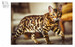 Encyclopedia of Cats [Amber Books] дополнительное фото 4.