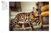 Cats (Mini Encyclopedia) [Amber Books] дополнительное фото 2.