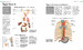 Human Anatomy: An Illustrated Guide to the Structure and Function of the Body [Amber Books] дополнительное фото 4.