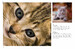 Kittens (Mini Encyclopedias) [Amber Books] дополнительное фото 3.