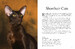 Cats (Mini Encyclopedia) [Amber Books] дополнительное фото 1.