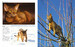 Encyclopedia of Cats [Amber Books] дополнительное фото 2.