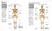 Human Anatomy: An Illustrated Guide to the Structure and Function of the Body [Amber Books] дополнительное фото 1.