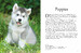Dogs (Mini Encyclopedia) [Amber Books] дополнительное фото 1.