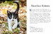 Kittens (Mini Encyclopedias) [Amber Books] дополнительное фото 1.