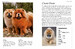 Dog Breeds: Characteristics, Breeds, Care, Origins (Mini Encyclopedias) [Amber Books] дополнительное фото 2.