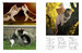 Kittens (Mini Encyclopedias) [Amber Books] дополнительное фото 6.
