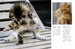 Kittens (Mini Encyclopedias) [Amber Books] дополнительное фото 2.