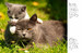 Kittens (Mini Encyclopedias) [Amber Books] дополнительное фото 4.