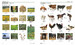 Visual Bilingual Dictionary: Italian-English with FREE Audio APP [Dorling Kindersley] дополнительное фото 5.