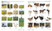 Visual Bilingual Dictionary: Japanese-English [Dorling Kindersley] дополнительное фото 5.