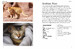 Cat Breeds: Characteristics, Breeds, Care, Origins [Amber Books] дополнительное фото 4.