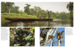 Forests [Amber Books] дополнительное фото 2.