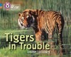 Big Cat Progress 4/12 Tigers in Trouble