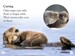 Sea Otters дополнительное фото 1.