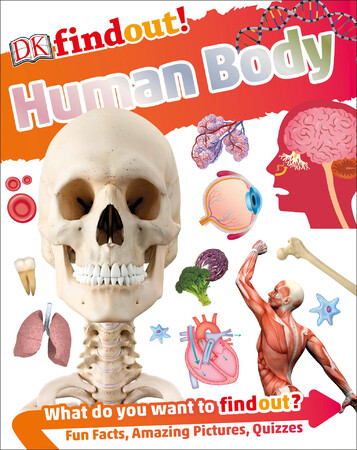 Энциклопедии: DKfindout! Human Body