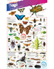 DKfindout! Bugs Poster