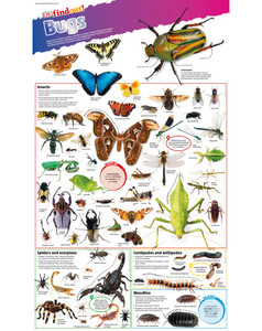 Тварини, рослини, природа: DKfindout! Bugs Poster