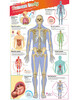 DKfindout! Human Body Poster