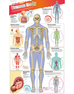 Книги про человеческое тело: DKfindout! Human Body Poster