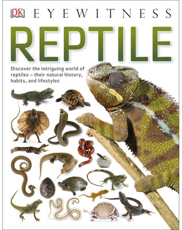 Для младшего школьного возраста: Reptile