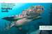 DK Pocket Eyewitness Sharks дополнительное фото 2.