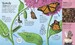 Life Cycles: Everything from Start to Finish [Dorling Kindersley] дополнительное фото 2.