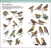 RSPB Pocket Garden Birdwatch дополнительное фото 4.