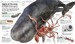 Knowledge Encyclopedia Ocean! [Dorling Kindersley] дополнительное фото 3.