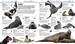 Knowledge Encyclopedia Ocean! [Dorling Kindersley] дополнительное фото 5.