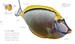 The Science of the Ocean  [Dorling Kindersley] дополнительное фото 8.