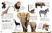Ultimate Sticker Book Animals дополнительное фото 2.