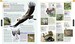 The Definitive Visual Guide: Bird [Dorling Kindersley] дополнительное фото 9.