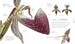 The Science of Plants [Dorling Kindersley] дополнительное фото 6.