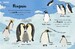The Bedtime Book of Animals [Dorling Kindersley] дополнительное фото 3.
